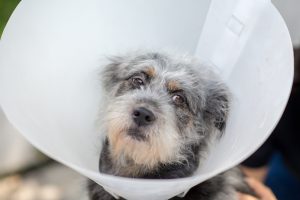 image-of-broken-funnel-using-hurt-dog-as-example